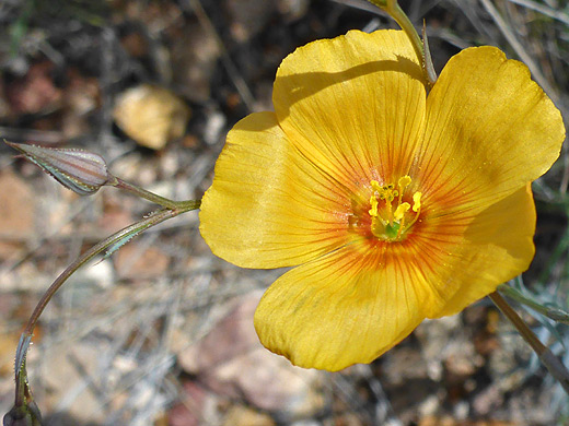 Berlandier's Yellow Flax; Large yellow flower of linum berlandieri, along the Apache Canyon Trail in Big Bend National Park, Texas