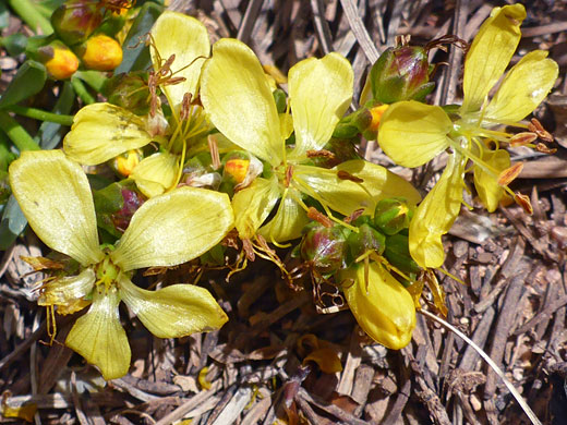King's Yellow Flax; Linum kingii (king's yellow flax), Ramparts Trail, Cedar Breaks National Monument, Utah