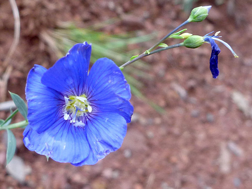 Blue Flax; Blue flax (linum lewisii) along the Sneffels Highline Trail, San Juan Mountains, Colorado