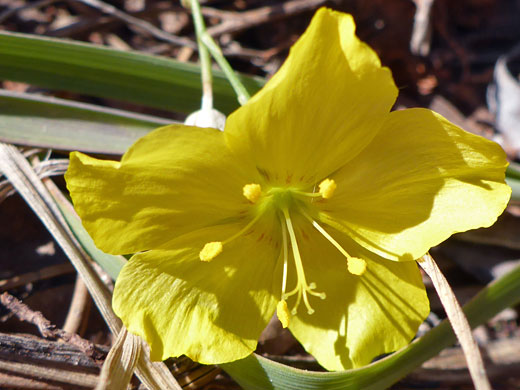 Utah Yellow Flax; Linum subteres (Utah yellow flax), North Fork Mule Canyon, Cedar Mesa, Utah