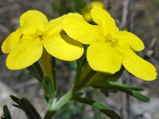 Parks' Stoneseed; Two yellow flowers of lithospermum parksii, along the Permian Reef Trail in Guadalupe Mountains National Park, Texas