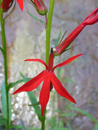 Cardinal Flower; Lobelia cardinalis (cardinal flower), West Fork of Oak Creek, Sedona, Arizona
