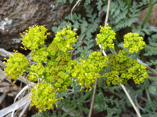Carrot-Leaf Desert-Parsley; Flat-topped flower cluster of lomatium foeniculaceum, along the Casner Canyon Trail, Sedona, Arizona