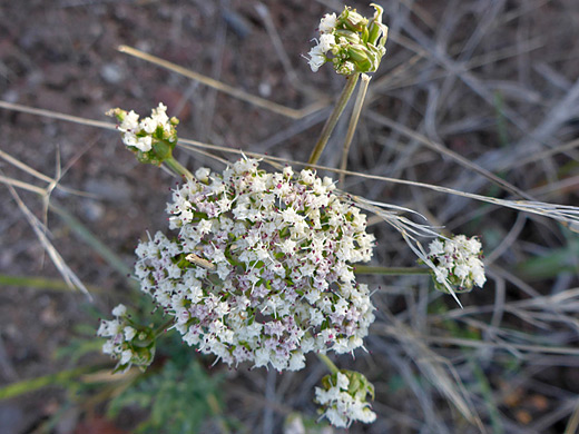 Nevada Biscuitroot; White petals and red anthers - lomatium nevadense, Verde River Valley, Arizona