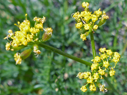 Sierra Biscuitroot; Lomatium torreyi (sierra biscuitroot), South Lake Trail, Sierra Nevada, California