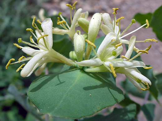 White Honeysuckle; White petals and yellow anthers - flowers of lonicera albiflora, Window Trail, Big Bend National Park, Texas