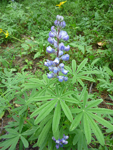 Silvery Lupine; Lupinus argenteus (silvery lupine) - flower spike and large green leaves