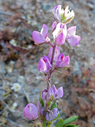 Arizona Lupine; Elongated flower cluster; lupinus arizonicus, Bristol Mountains, Mojave Trails National Monument, California
