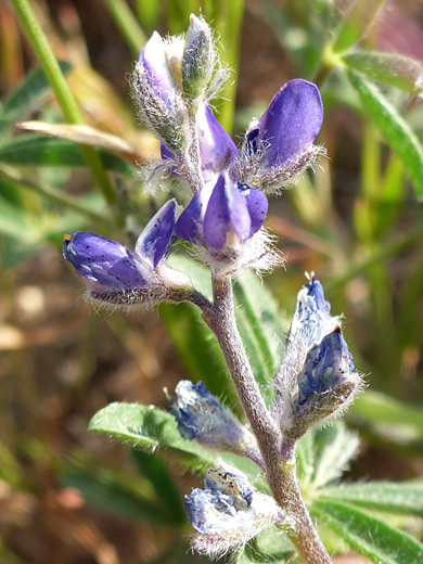 Two-Color Lupine; Hairy stem, pedicels and calyces; lupinus bicolor, Antelope Valley Poppy Reserve, California
