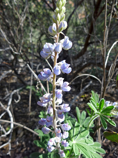 Hill's Lupine; Pale purple flowers - lupinus hillii along the Long Canyon Trail, Sedona, Arizona