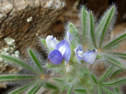 King's Lupine; Small flower cluster - lupinus kingii along the Casner Canyon Trail, Sedona, Arizona