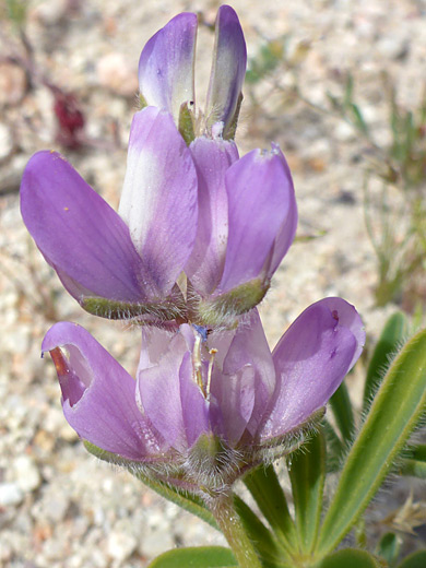Wide-Bannered Lupine; White-purple flowers with hairy sepals; lupinus microcarpus, Hagen Canyon, Red Rock Canyon State Park, California