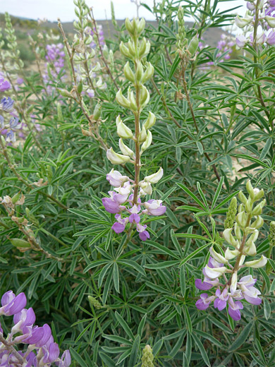 Silky Lupine; Flower spikes - lupinus sericeus (silky lupine) in Nine Mile Canyon