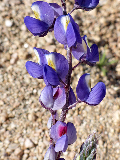 Mojave Lupine; Lupinus sparsiflorus, Bartlett Lake, Arizona