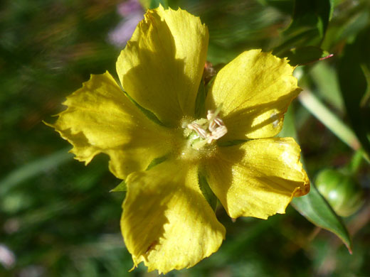Lowland Yellow Loostrife; Lysimachia hybrida (lowland yellow loostrife), Pomeroy Tanks, Sycamore Canyon, Arizona