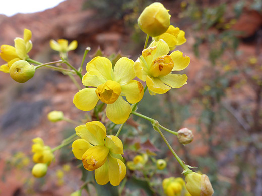 Fremont's Barberry; Yellow flowers and buds - mahonia fremontii along the Red Sands Trail, Snow Canyon State Park, Utah