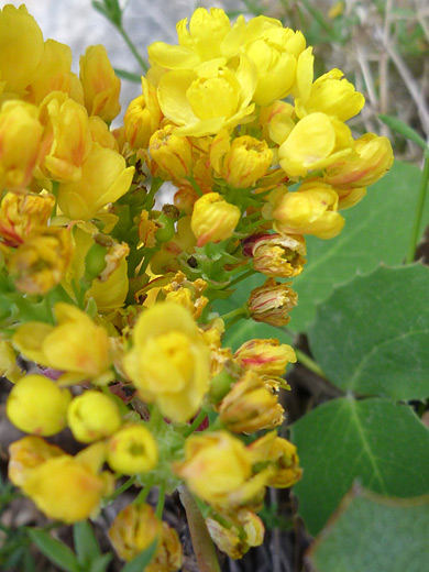 Creeping barberry; Cluster of small yellow flowers - mahonia repens along the Grandview Trail, Grand Canyon National Park, Arizona