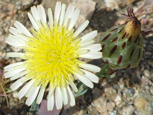 Snake's Head; White and yellow ligulate florets; flowerhead of malacothrix coulteri, Contact Mine Trail, Joshua Tree National Park, California