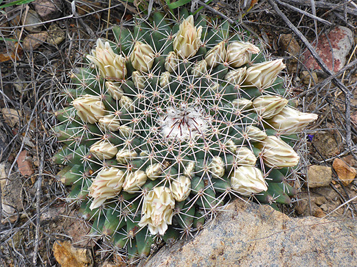 Little pincushion cactus, mammillaria meiacantha