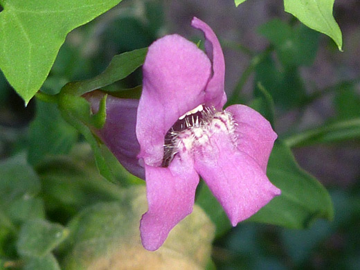 Snapdragonvine; Purple flower of maurandella antirrhiniflora, in Kofa National Wildlife Refuge, Arizona