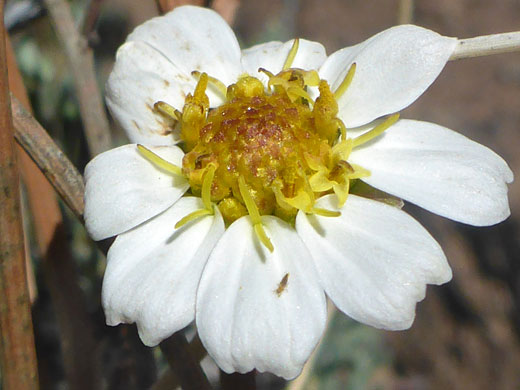 Blackfoot Daisy; Blackfoot daisy (melampodium leucanthum), Spur Cross Ranch Conservation Area, Arizona