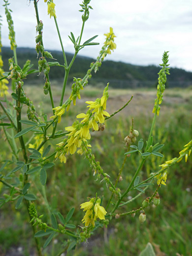 Yellow Sweet Clover; Spikes of small yellow flowers - melilotus officinalis (yellow sweet clover), Uinta Mountains