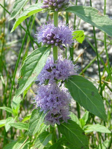 Field Mint; Pale purple flowers of mentha arvensis (field mint), Grand Teton National Park