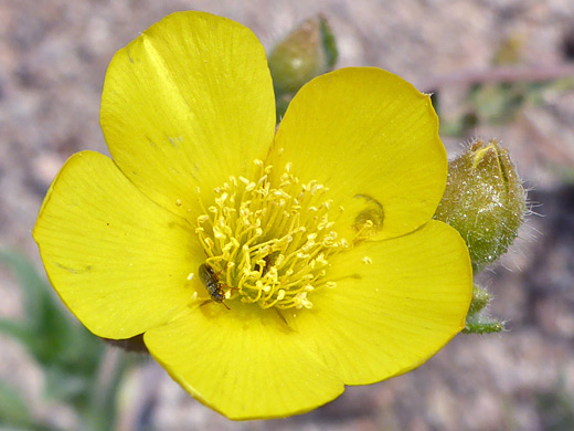 Jones' Blazingstar; Five yellow, obovate petals; mentzelia jonesii, Flat Top Butte, Sand to Snow National Monument, California