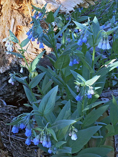Aspen Bluebells; Flowering stems of mertensia arizonica - Alpine Pond Trail, Cedar Breaks National Monument, Utah