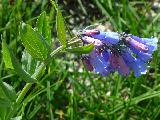 Tall Fringed Bluebells; Blue purple flowers - mertensia ciliata (tall fringed bluebells), Wind River Mountains