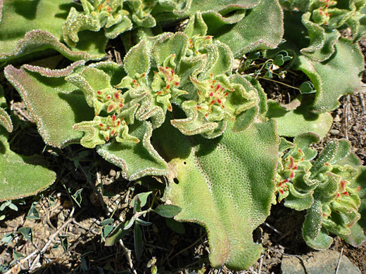 Crystalline Iceplant; Mesembryanthemum crystallinum (crystalline iceplant), Tidepools Trail, Cabrillo National Monument, California