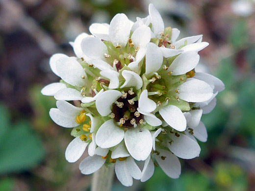 Diamond-Leaf Pseudosaxifrage; White flowers of micranthes rhomboidea - San Juan Mountains, Colorado 