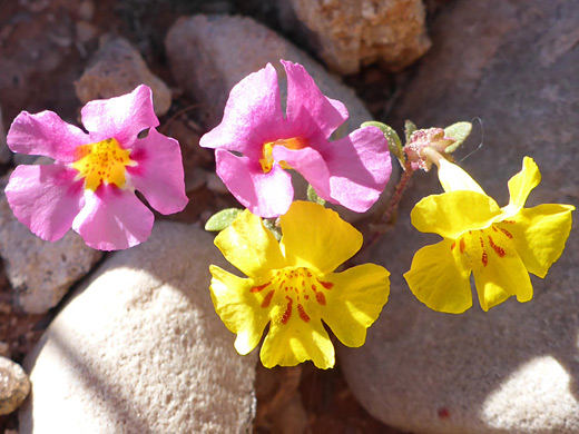 Annual Redspot Monkeyflower; Two pink and two yellow flowers; mimulus parryi, Gunlock State Park, Utah