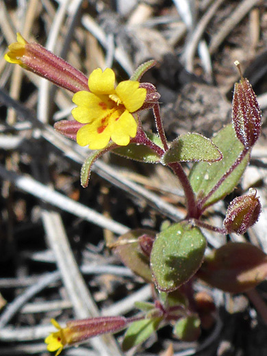 Suksdorf's Monkeyflower; Small yellow flower; mimulus suksdorfii, Lower Mountain, Utah