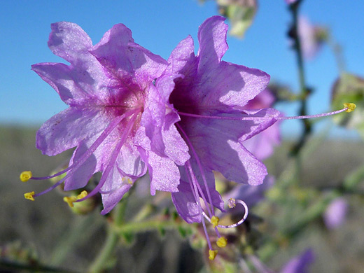 Narrowleaf Four O'Clock; Pink flowers with yellow-tipped stamens - narrowleaf four o'clock (mirabilis linearis) on Penistaja Mesa, New Mexico