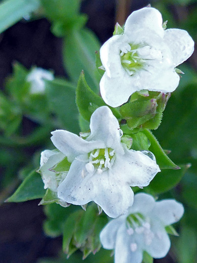 Largeleaf Sandwort; White, five-lobed flowers - moehringia macrophylla along the Porphyry Basin Trail, San Juan Mountains, Colorado
