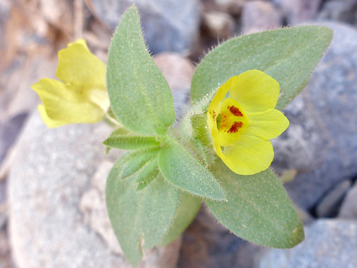 Golden Desert Snapdragon; Mohavea breviflora, Death Valley National Park, California