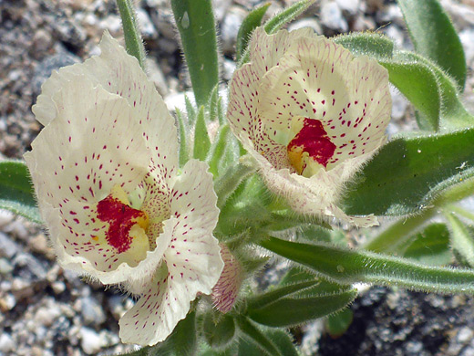 Ghost Flower; Mohavea confertiflora, Big Morongo Canyon, Sand to Snow National Monument, California