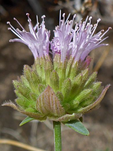 Flaxleaf Monardella; Flaxleaf monardella (monardella linoides), Horseshoe Meadows Road, Sierra Nevada, California