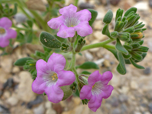 Havard's fiddleleaf; Three pink flowers of nama havardii - Dome Trail, Big Bend Ranch State Park, Texas