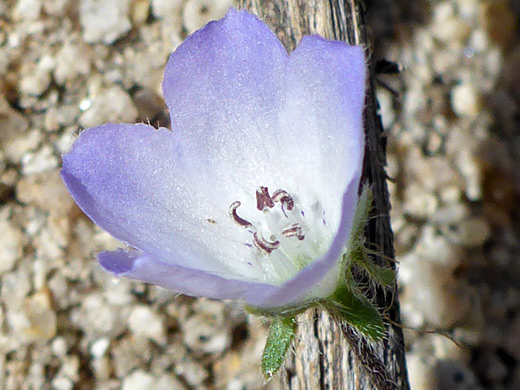 Baby Blue Eyes; Cup-shaped, white/purple flower; nemophila menziesii, Flat Top Butte, Sand to Snow National Monument, California