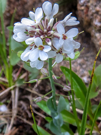 Alpine Pennycress; Noccaea fendleri ssp glauca, near Lone Peak, Evergreen, Colorado