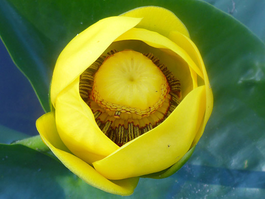 Great Yellow Pond-Lily; Large yellow flower of nuphar polysepala - Lily Lakes, Notch Mountain Trail, Uinta Mountains, Utah