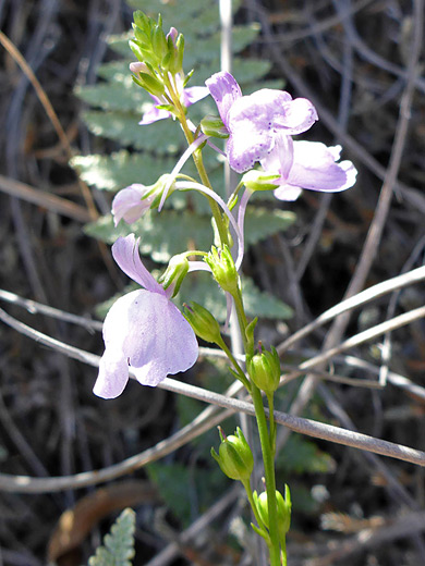 Texas Toadflax; Flowers and developing fruits - nuttallanthus texanus in Sabino Canyon, Arizona