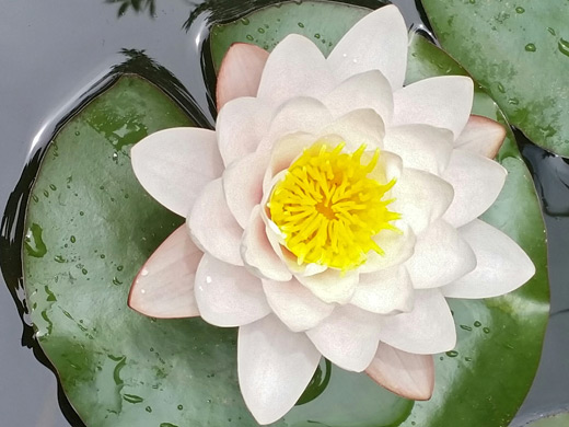 American Waterlily; Flower and leaf of nymphaea odorata, Alburquerque, New Mexico