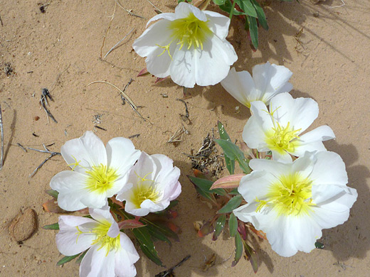 California Evening Primrose; Big white flowers - oenothera californica (white evening primrose), near Little Finland, Lake Mead