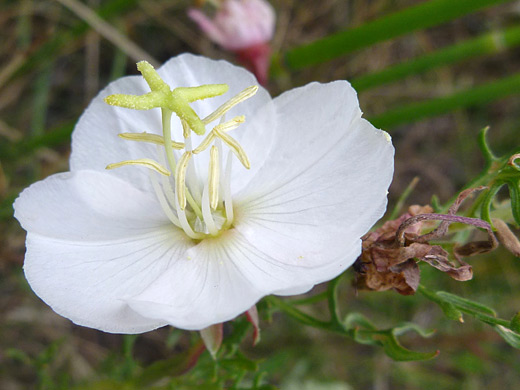 Cutleaf Evening Primrose; Pure white flower of oenothera coronopifolia (cutleaf evening primrose), along the Mosca Pass Trail in Great Sand Dunes National Park, Colorado