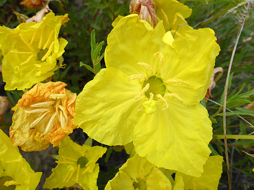 Hartweg's Sundrops; Mature yellow flowers - oenothera hartwegii along the Dome Trail in Big Bend Ranch State Park, Texas
