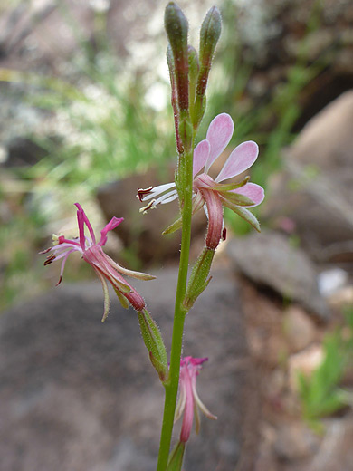 Harlequinbush; Pink flowers of oenothera hexandra, Woods Canyon Trail, Sedona, Arizona
