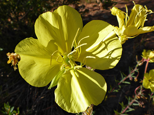 Tall Yellow Evening Primrose; Oenothera longissima (tall yellow evening primrose), North Fork Mule Canyon, Cedar Mesa, Utah